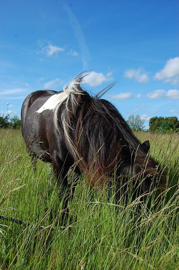 Anden særlig race Lotte - Hvem gemmer Lotte sig mon for ;D - 2. juni 2011 billede 15