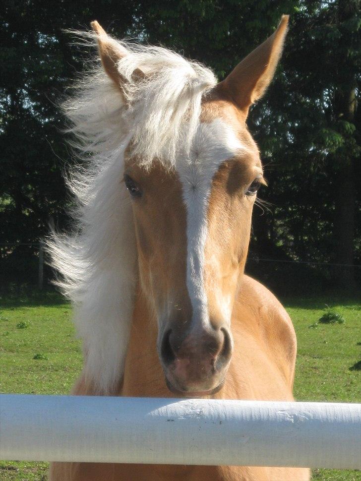 Palomino Taagholt's Armani - Armani på sin 1 års fødselsdag :) billede 1