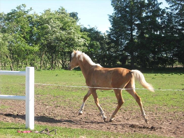 Palomino Taagholt's Armani billede 2