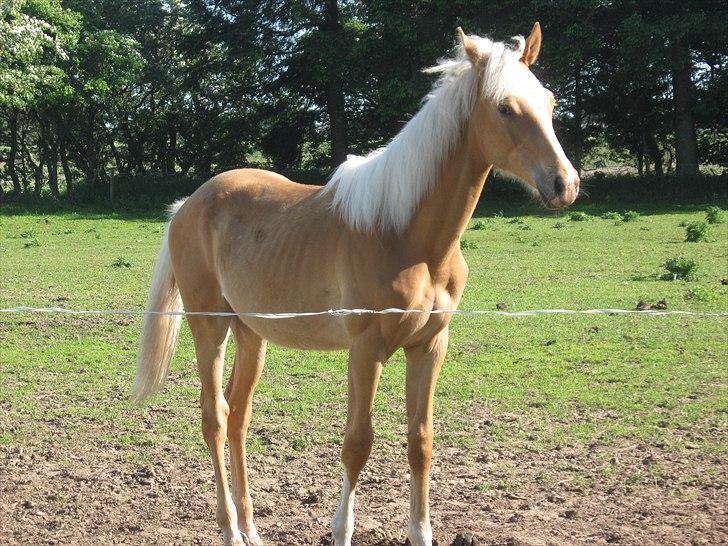 Palomino Taagholt's Armani billede 3