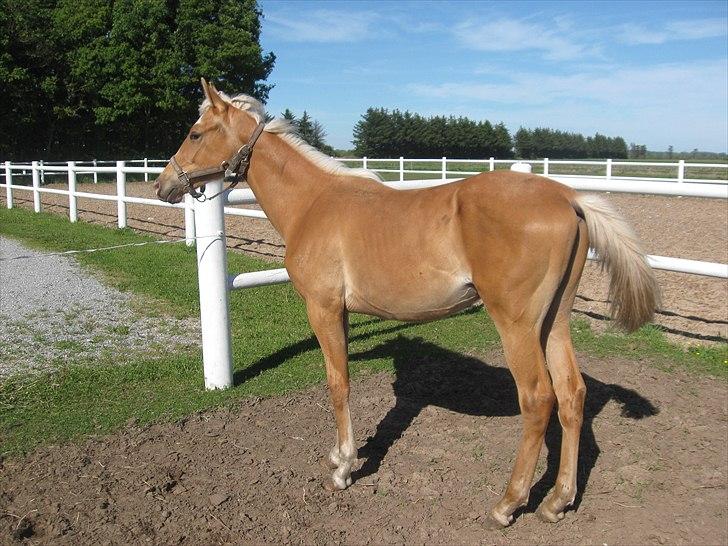 Palomino Taagholt's Armani billede 4