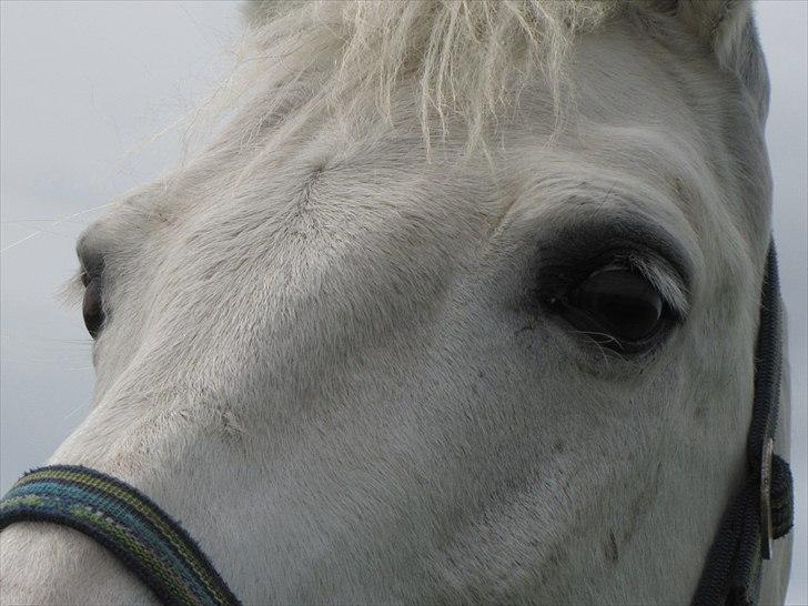 Anden særlig race Pontus - *Min skytsengel* billede 18