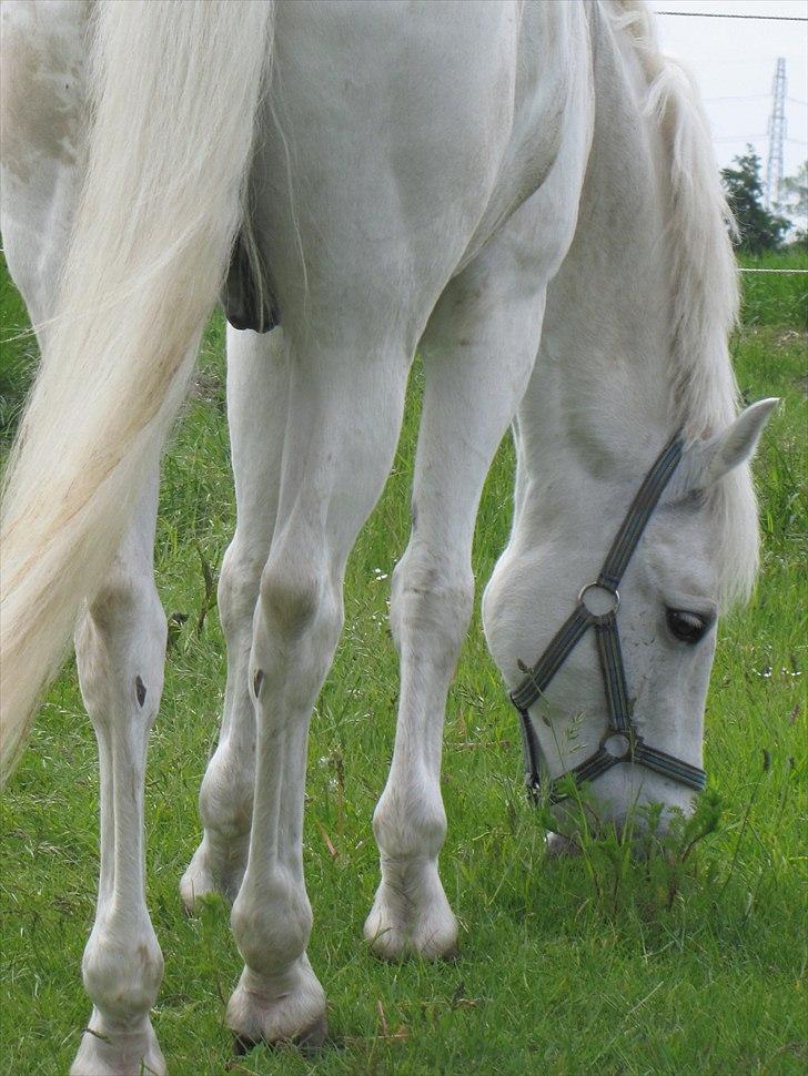 Anden særlig race Pontus - *Min skytsengel* - Når enden er god, er alting godt :P billede 17
