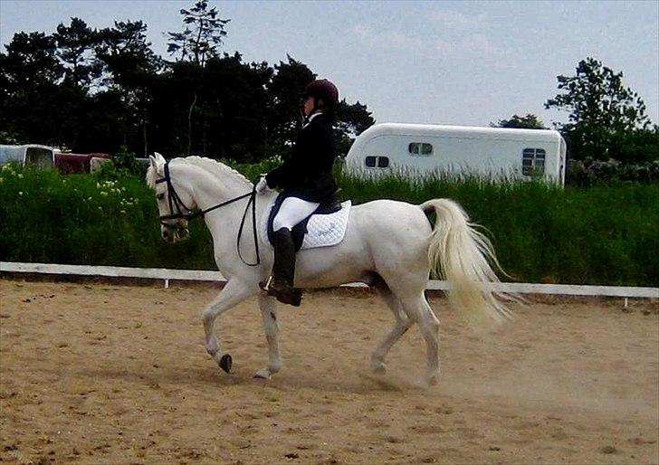 Anden særlig race Pontus - *Min skytsengel* billede 19