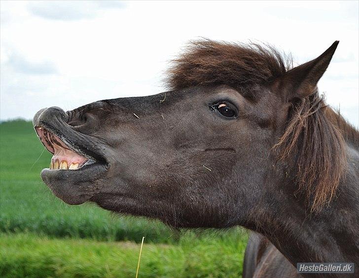 Islænder Dimma Solgt  billede 1
