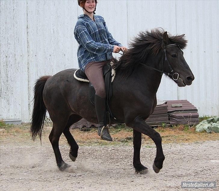 Islænder Dimma Solgt  billede 2