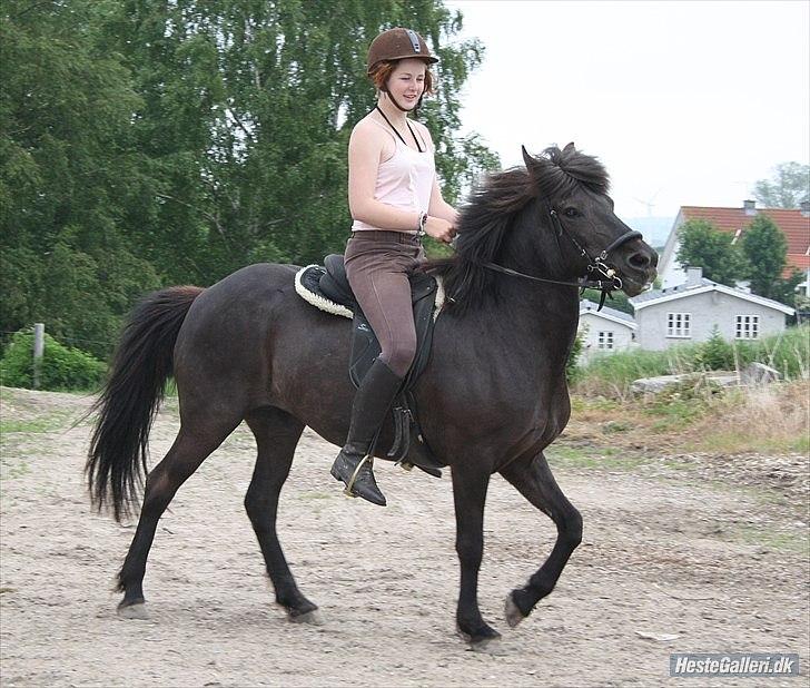 Islænder Dimma Solgt  billede 3