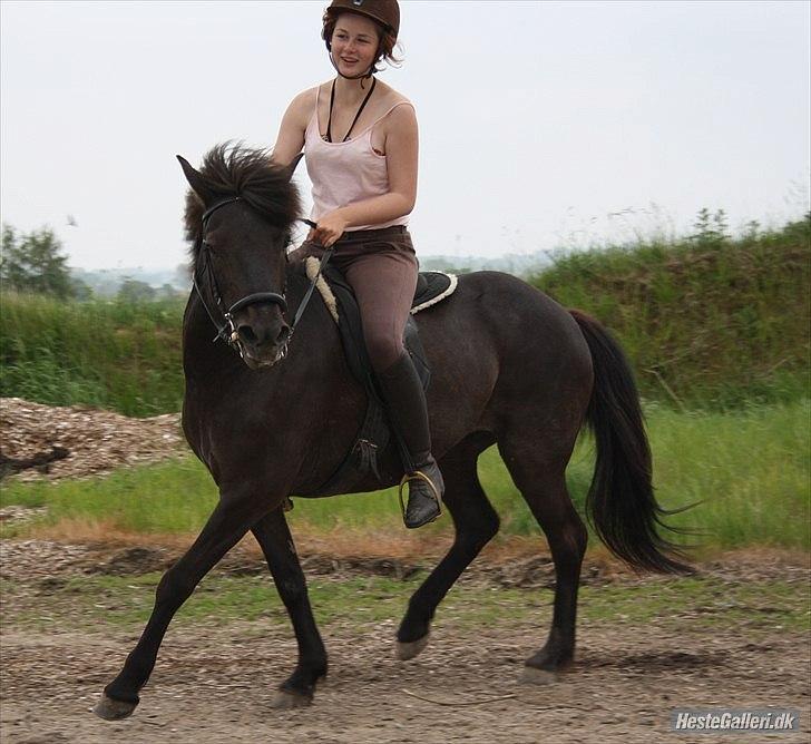 Islænder Dimma Solgt  billede 4