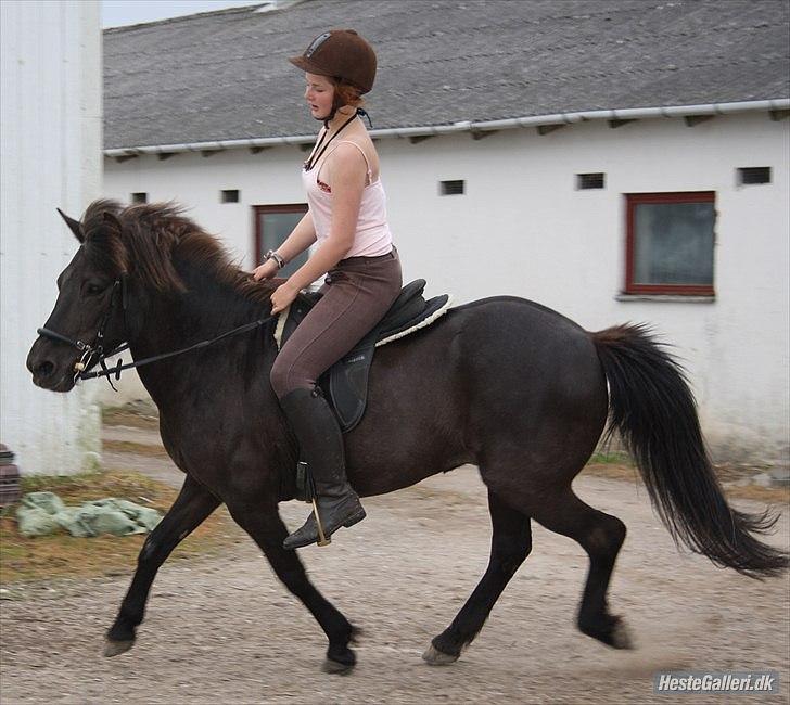 Islænder Dimma Solgt  billede 5