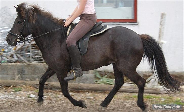 Islænder Dimma Solgt  billede 6