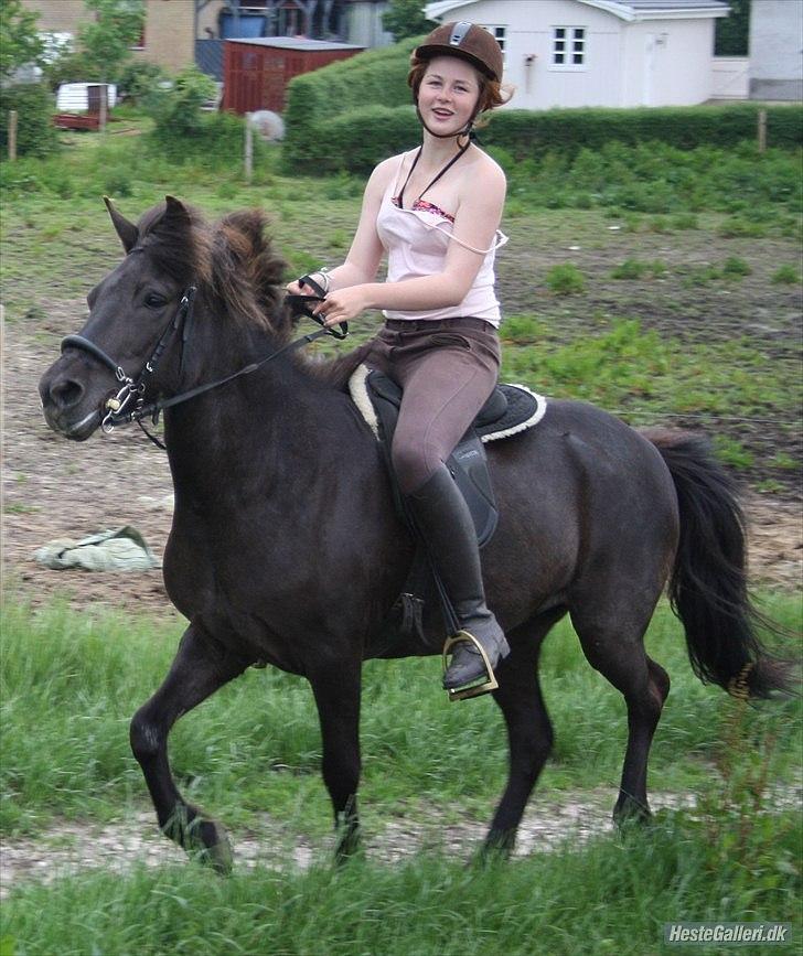 Islænder Dimma Solgt  billede 7