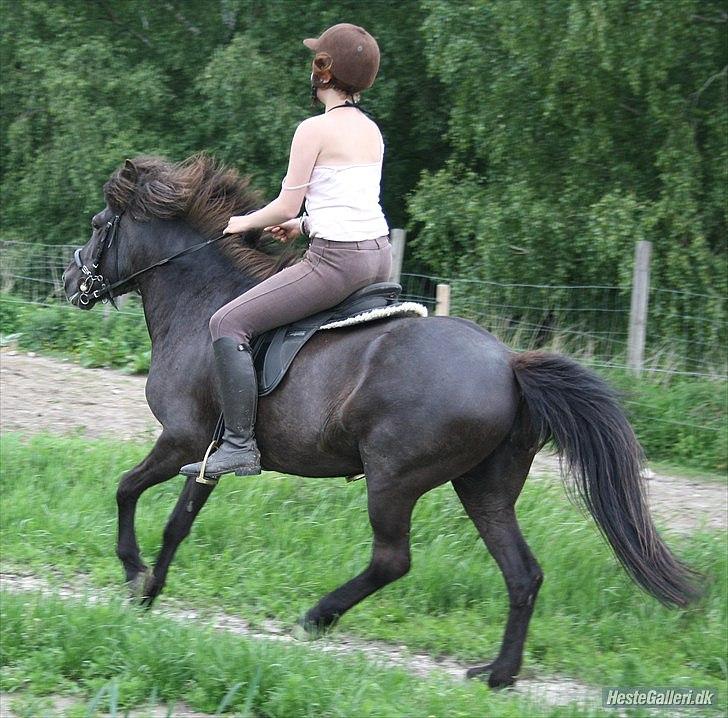 Islænder Dimma Solgt  billede 8