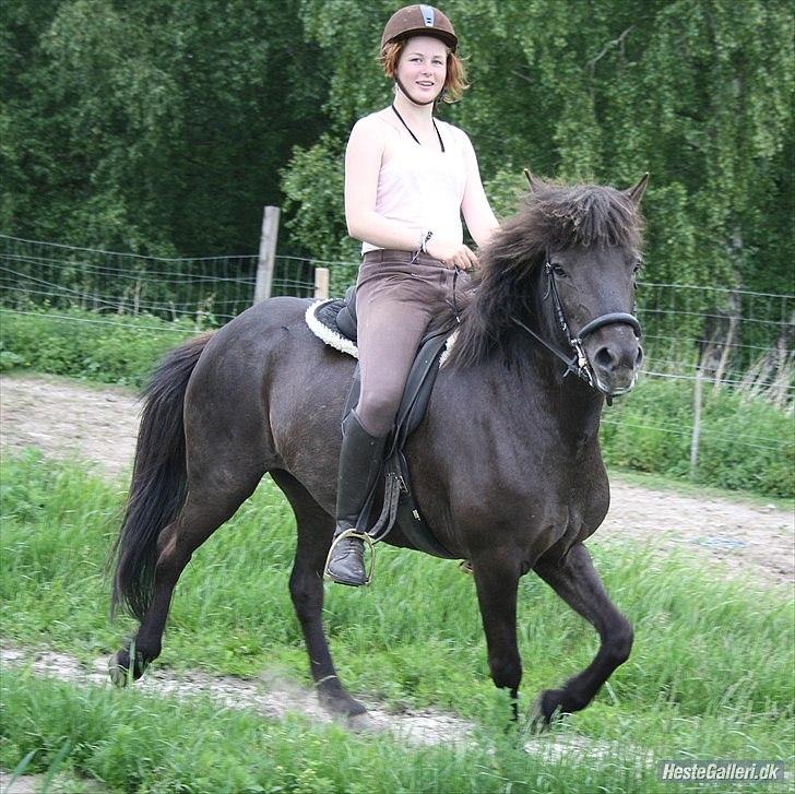 Islænder Dimma Solgt  billede 9