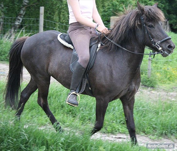 Islænder Dimma Solgt  billede 10