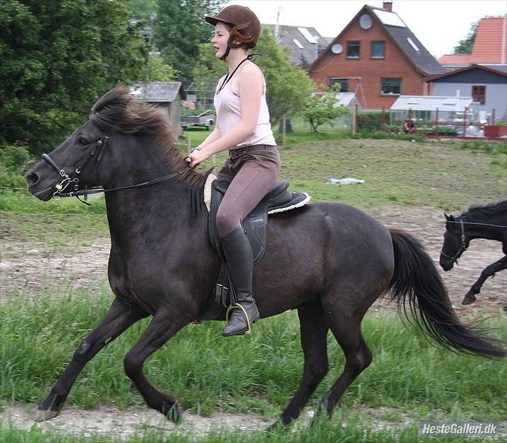 Islænder Dimma Solgt  billede 11