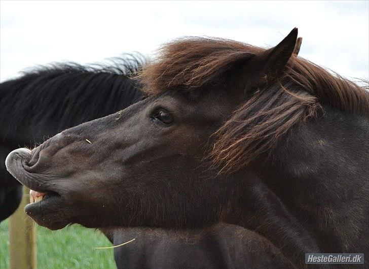Islænder Dimma Solgt  billede 12