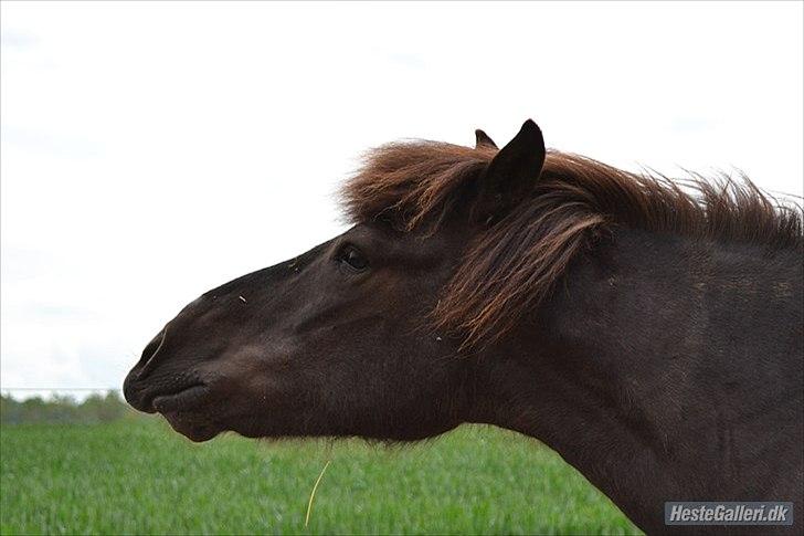 Islænder Dimma Solgt  billede 13