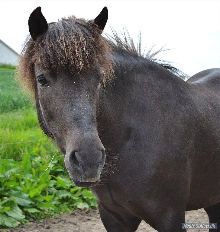Islænder Dimma Solgt  billede 14