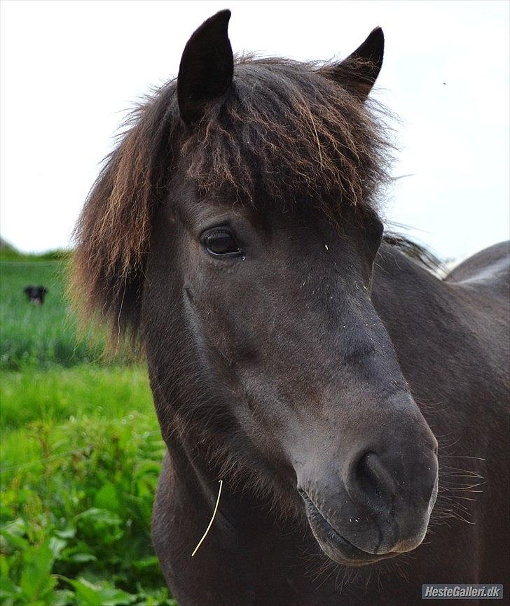 Islænder Dimma Solgt  billede 15