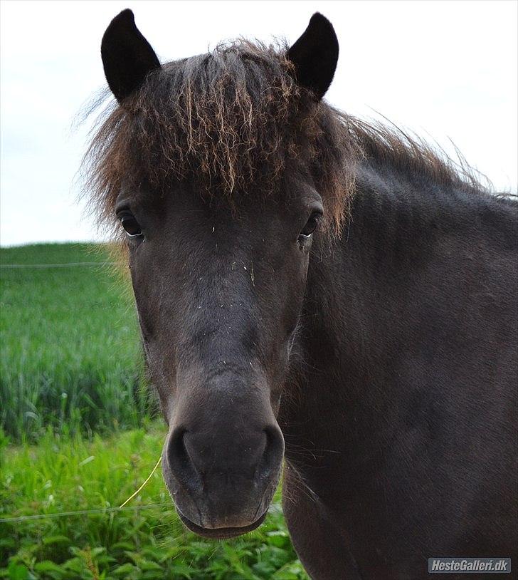 Islænder Dimma Solgt  billede 16