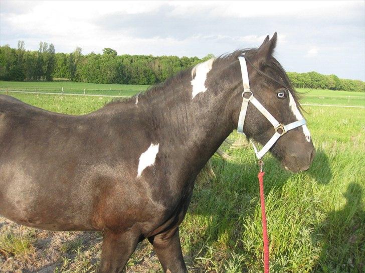 Irish Cob Sir Kalahan ( KALLE ) - KALLE :D 02-06-11 billede 10