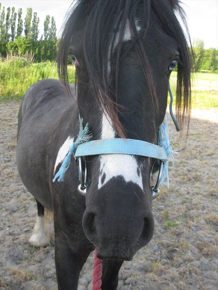 Irish Cob Sir Kalahan ( KALLE ) - Kalle en af de første gange med bid.
02-06-11 billede 11