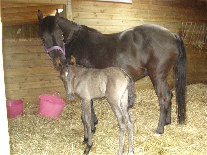 New Forest Bianca Annerup - Bianca og Da Capo billede 9