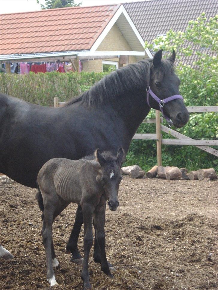 New Forest Bianca Annerup billede 10