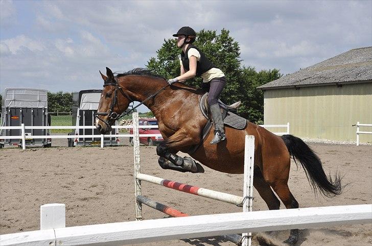 Oldenborg Yasmin (Molique) - Hoppe hoppe :D
2. juni 2011
foto: Jakob Mosumgaard  billede 8