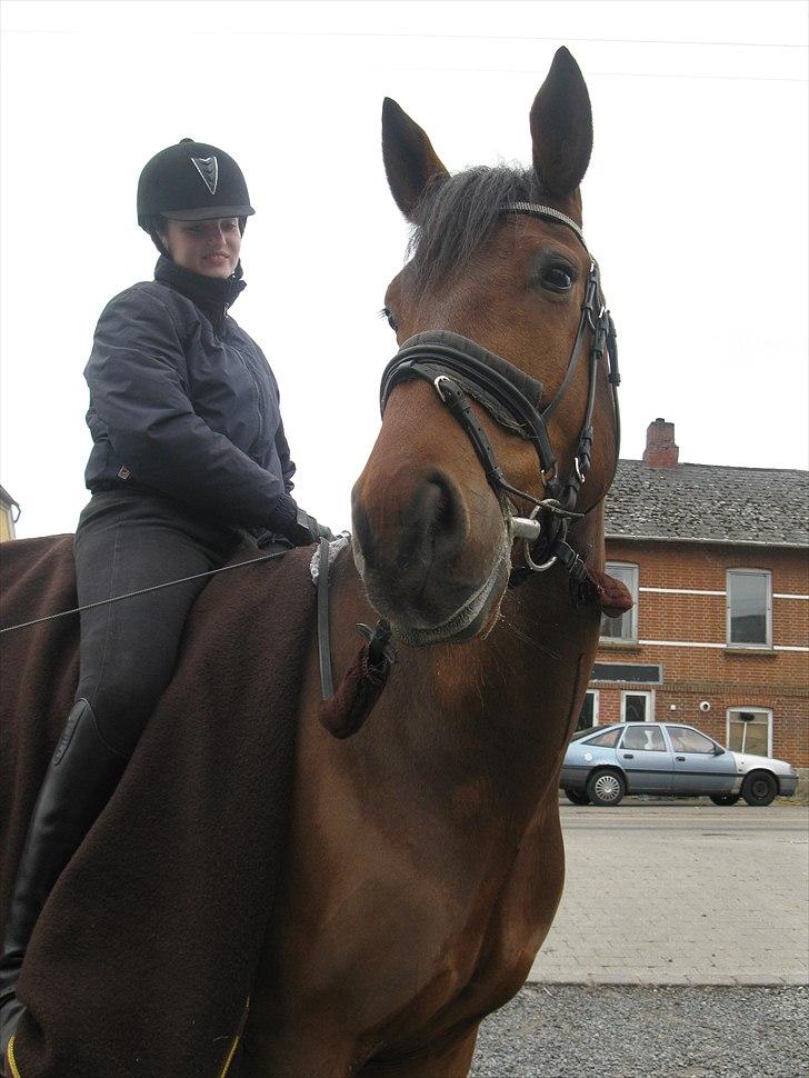 Pinto Cæsar af bæktoft billede 2