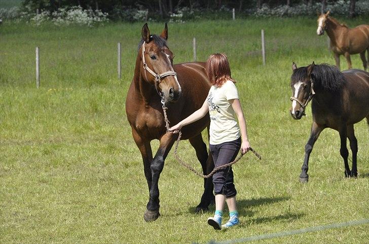 Oldenborg Yasmin (Molique) - På fold :D Efterfulgt af Jasmin og Brio nede i hjørnet.
foto: Jakob Mosumgaard billede 9