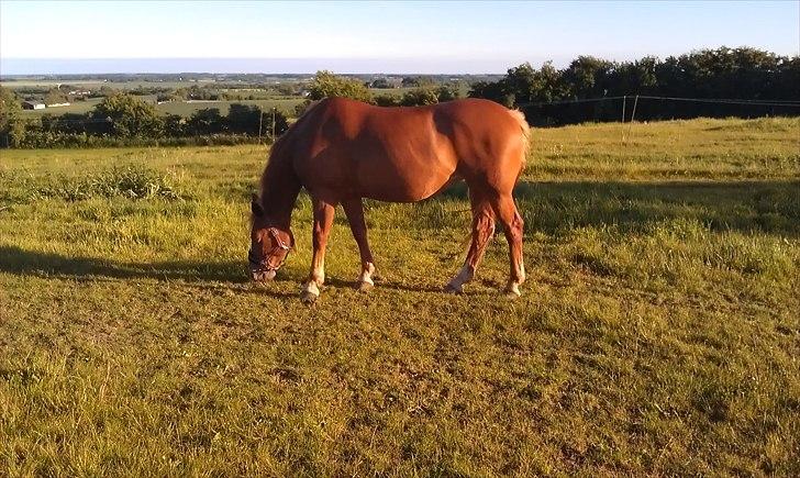 Frederiksborg Kandis  - Kandis på sommerfold 2. Juni 2011 billede 12