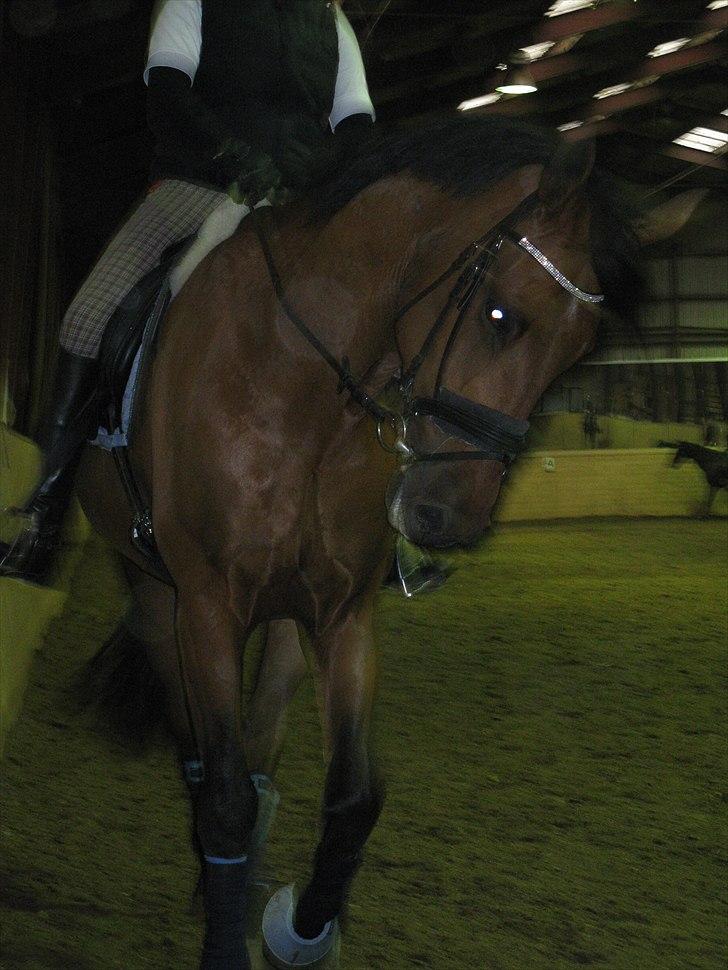 Pinto Cæsar af bæktoft billede 7