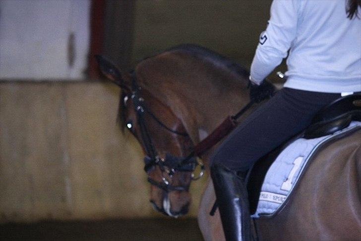 Pinto Cæsar af bæktoft billede 6