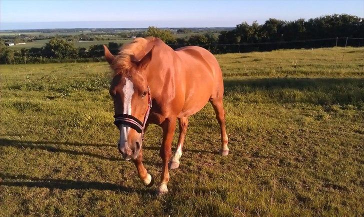 Frederiksborg Kandis  - Kandis på sommerfold 2. Juni 2011 billede 13