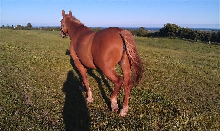 Frederiksborg Kandis  - Kandis på sommerfold 2. Juni 2011 billede 14