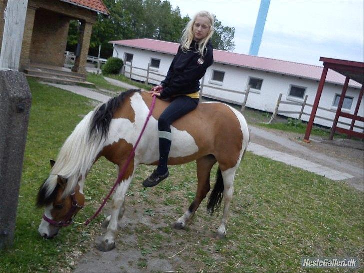 Pinto          Savannah  *SOULMATE* - Hmmm, græs smager bare såå godt!

IKKE kommenter at jeg ikke har ridehjelm på!!
Foto: Olga. billede 8