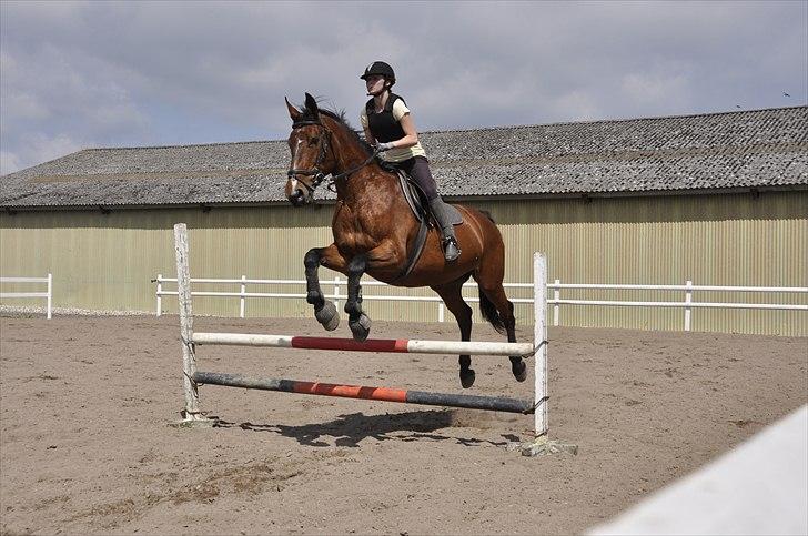 Oldenborg Yasmin (Molique) - foto: Jakob Mosumgaard billede 10