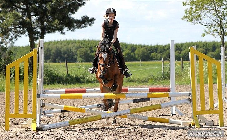 Welsh Pony (sec B) Amigo Ferrari min elskede savnet solgt - til unervisning i spring billede 13