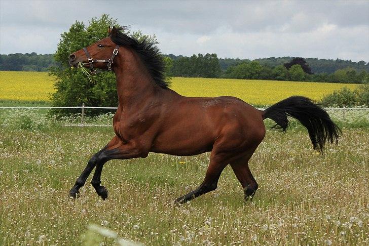 Dansk Varmblod Lukas Stensvang billede 8
