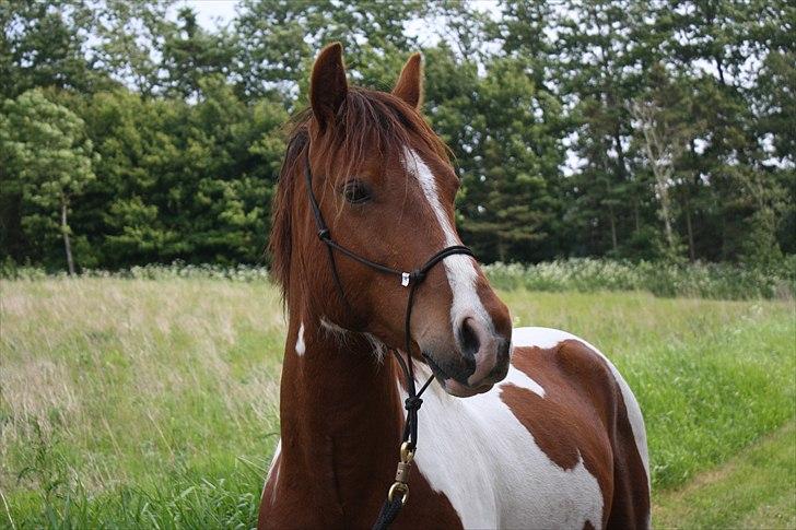 Welsh Partbred (Sec F) Blanding Alasho |My One| )´: - 2) Jeg så dig én gang, jeg smilte til dig én gang, jeg krammede dig én gang, allerede første gang vidste jeg, at jeg elskede dig..
<3 foto: Wiberg- photo. billede 3