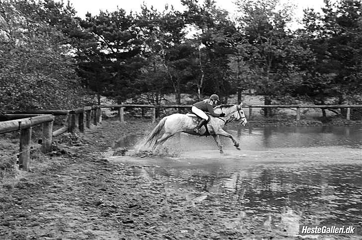 Welsh Partbred (Sec F) Donata - Hubertus jagt på kallehavegård 2009 billede 14