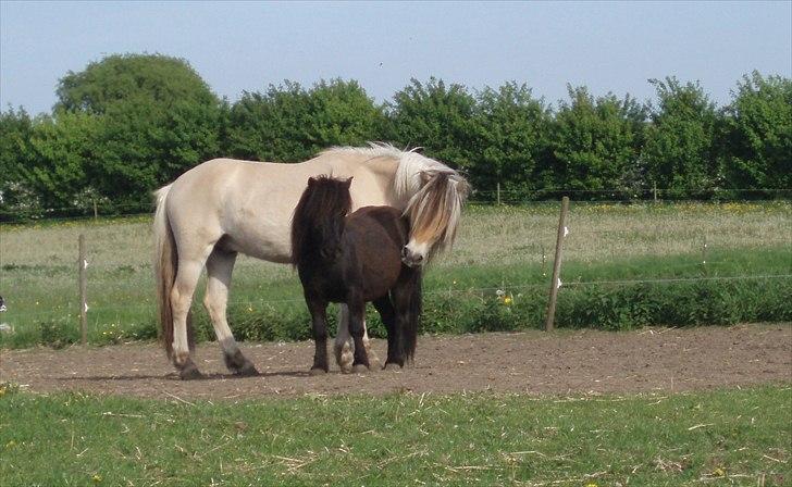 Shetlænder Lyngholms Guido - 21. maj 2011 billede 1