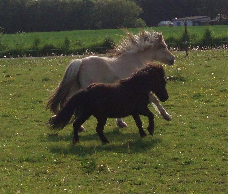 Shetlænder Lyngholms Guido - 21. maj 2011 billede 2