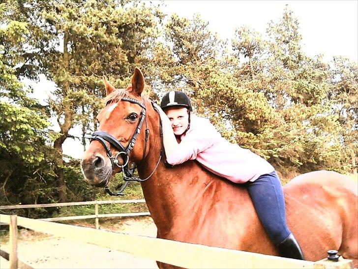 Dansk Varmblod Clarissa-leveret tilbage.. - -Velkommen til Clarissa's profil!<3
et kig værd!:-) billede 1