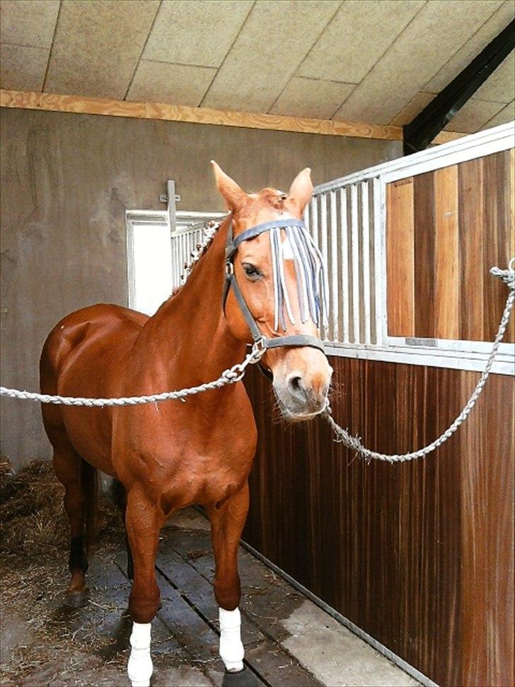 Dansk Varmblod Clarissa-leveret tilbage.. - -Smukke Clarissa:-D<3 billede 3