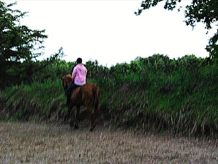 Dansk Varmblod Clarissa-leveret tilbage.. - -Clarissa i en smuk trav!<3 billede 4