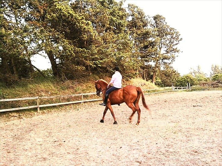 Dansk Varmblod Clarissa-leveret tilbage.. - igen<3. billede 5