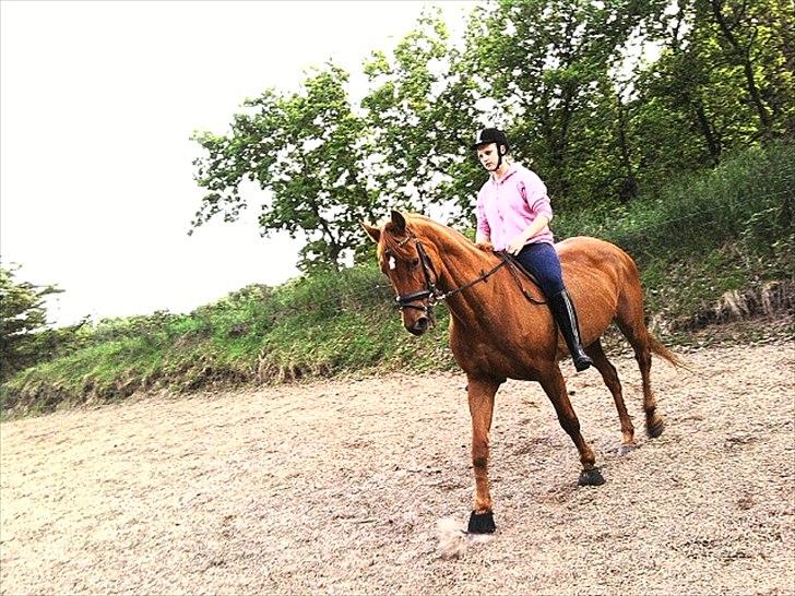 Dansk Varmblod Clarissa-leveret tilbage.. - i en smuk skridt:-)<3 billede 6