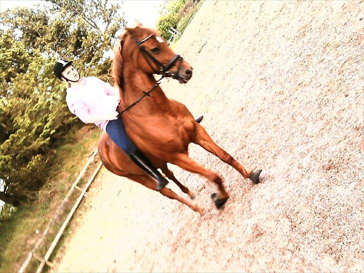 Dansk Varmblod Clarissa-leveret tilbage.. - i en smuk trav!<3. billede 7